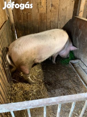 Kan disznó eladó