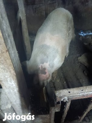 Kan disznó eladó Cserei érdekel