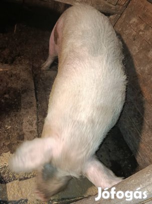 Kan disznó eladó 
