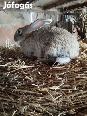 Kan nyúl leadó!