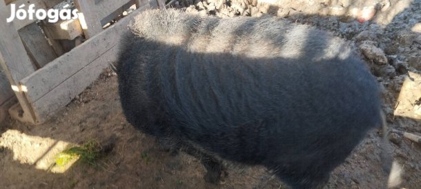 Kan vietnámi csüngőhasú disznó 