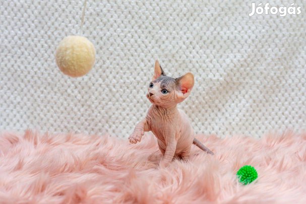 Kanadai szfinx kiscicák