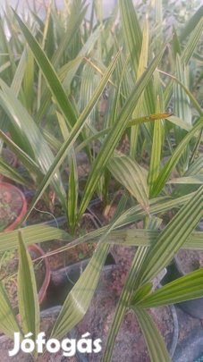 Kanári datolyapálma konténeres eladó