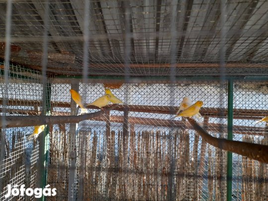 Kanári eladó