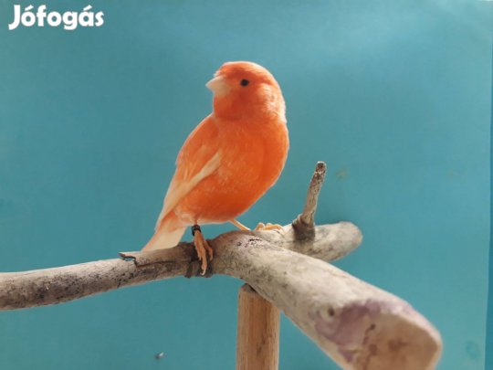 Kanári eladó
