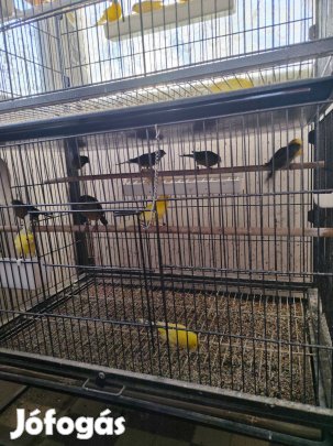 Kanári eladó