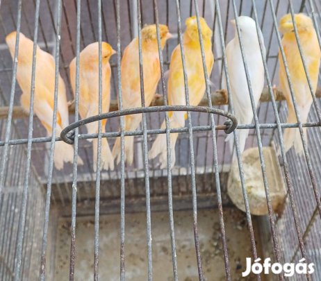 Kanári madár Eladó