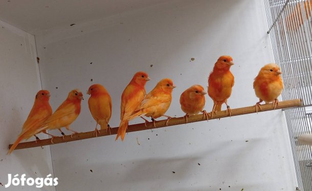 Kanári madár Eladó!