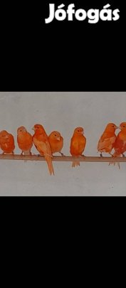 Kanári madarak Eladók!