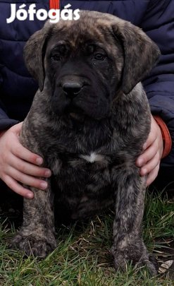 Kanári szigeteki kutya