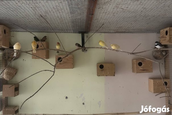 Kanárik, pintyek eladók.