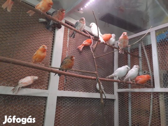Kanárik eladóak