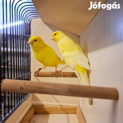 Kanárik eladók