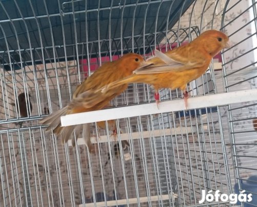 Kanárik párban eladók