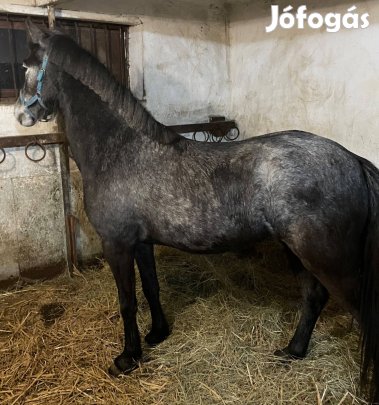 Kanca Csikó Sportpóni