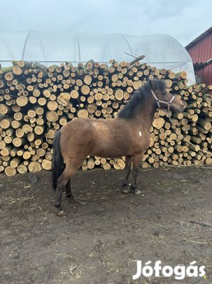 Kanca póni eladó