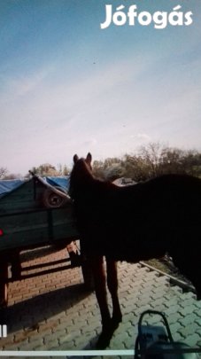 Kanca csikó eladó