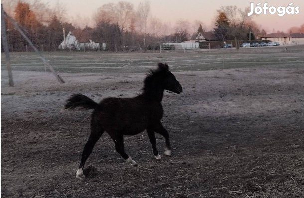 Kanca csikó eladó (ménesben nevelkedett)