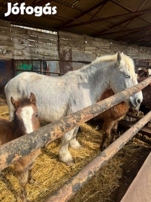 Kanca két csikójával!