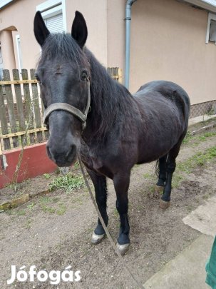 Kanca ló eladó