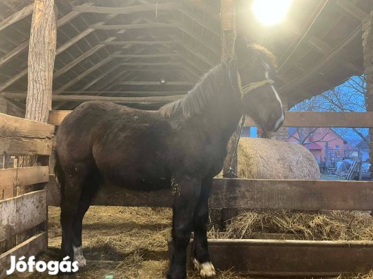 Kanca ló és csődör csikó