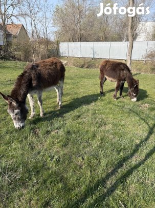 Kanca szamarak eladók