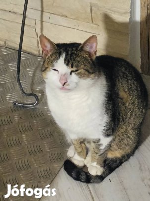 Kandúr macska ingyen elvihető!