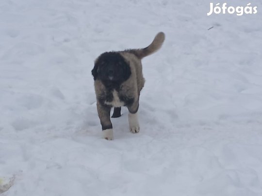 Kangal jellegű kutya, kiskutya ingyen elvihető