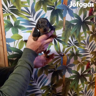 Kaninchen és törpe tacskó harlekin és barna