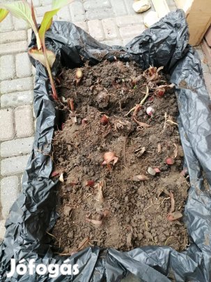 Kánna Canna gumó virághagyma