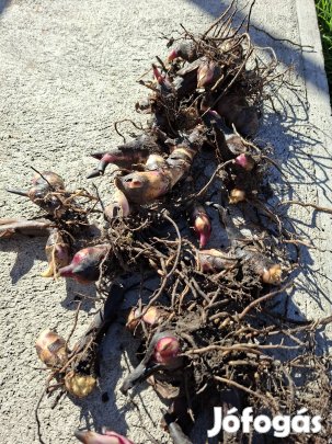 Kanna, kána...hagyma