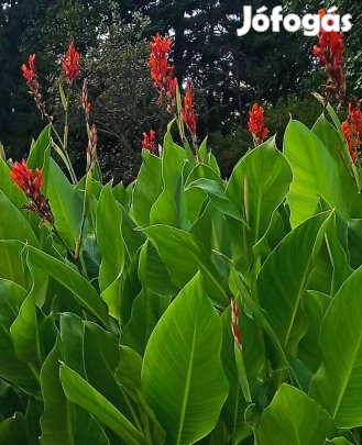 Kanna virág (canna, kána) gumó