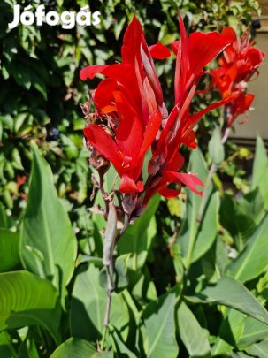 Kánna virág gumó/rizóma, rózsanád 10 db