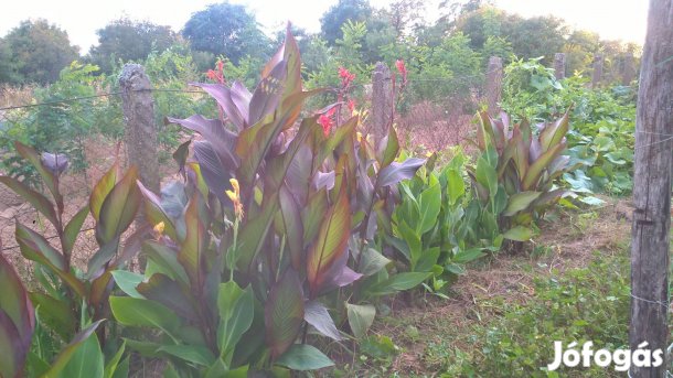 Kanna virág gumók eladó