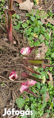 Kannavirág hagyma eladó