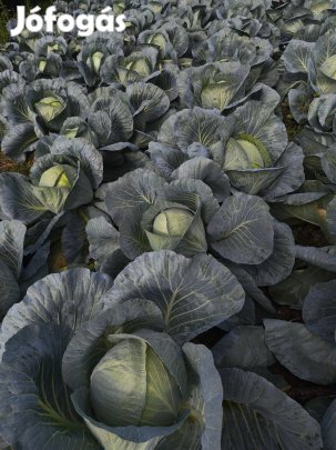 Káposzta eladó
