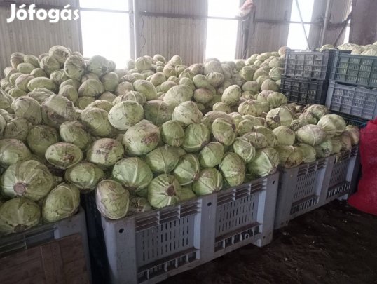 Káposzta eladó