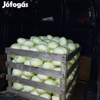 Káposzta eladó!