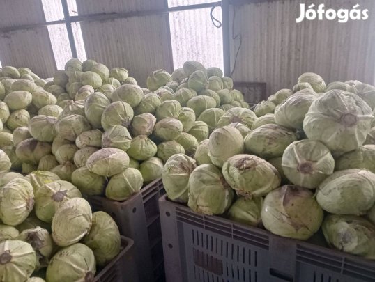 Káposzta eladó!