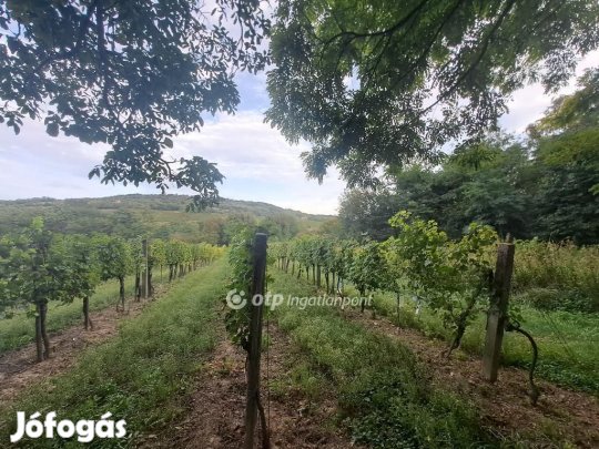 Káptalantótii 6590 nm-es telek eladó