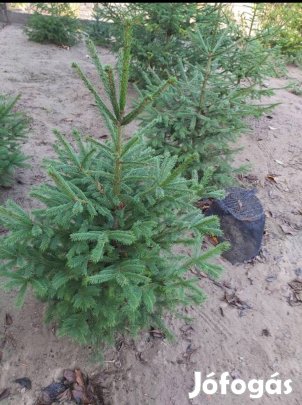 Karácsonyfák, fenyőfák az ünnepekre