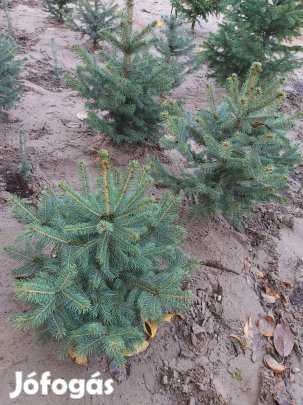 Kárácsonyfák, fenyőfák tövesen vagy vágottan
