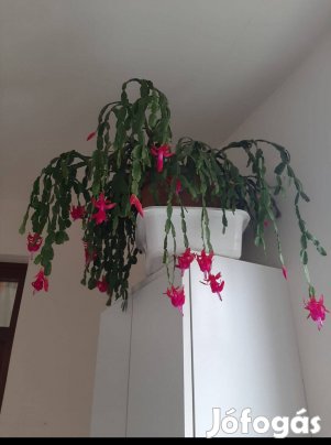 Karácsonyi/húsvéti kaktusz