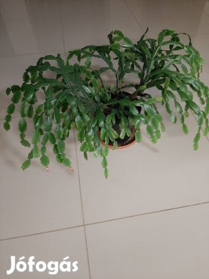 Karácsonyi kaktusz eladó