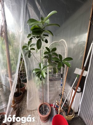 Karaka (új-zélandi babér) - Corynocarpus laevigatus 177 cm