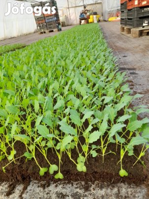 Karaláb palánta eladó