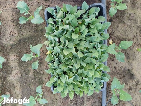 Karaláb palánta eladó Domaszéken