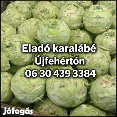Karalábé eladó