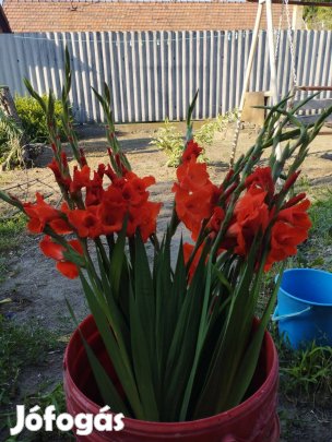 Kardvirág gumó (piros színű) eladó