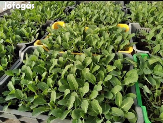 Karfiol és karaláb palánta eladó